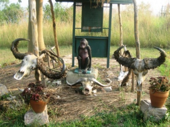 A shrine to chimps