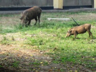 Warthogs by Hippo House