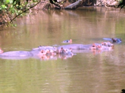 Hippos bathing in the lake