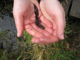 A newt