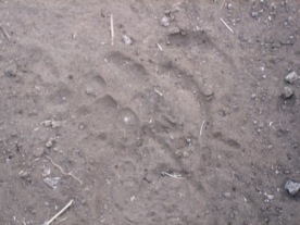 A lion's footprint